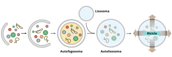 autofagia processo
